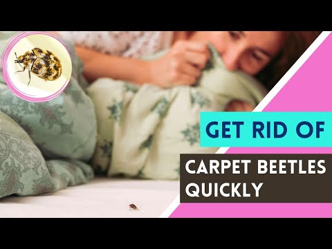 How To Get Rid Of Carpet Beetles Naturally And Quickly