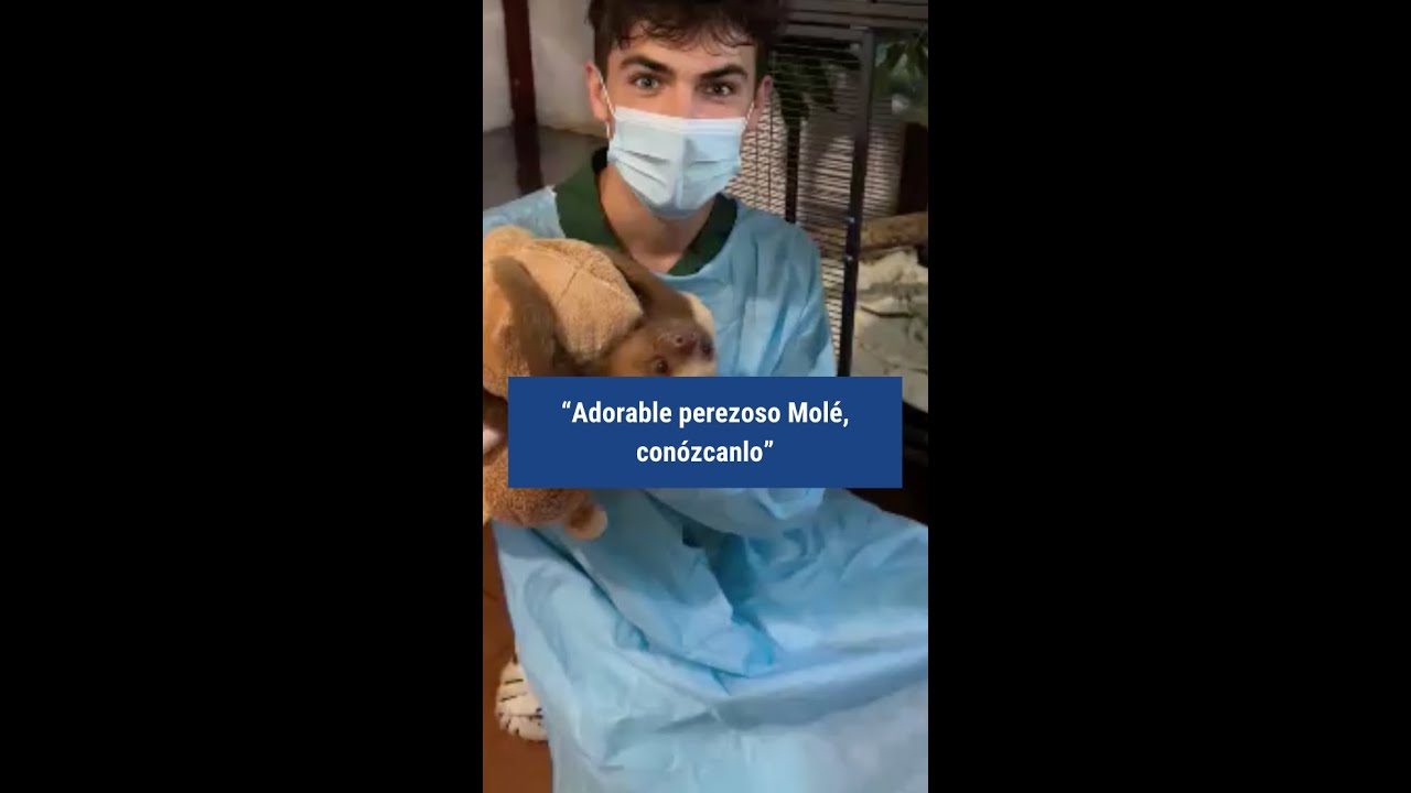 adorable perezoso mo