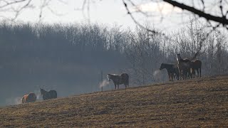 Martonfai Vadász- és Ifjúsági Központ látogatása, 2022. február