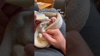 Rescuing and caring for a feral cat at home  #wildliferescue #shorts