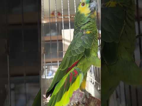 Blue-fronted Amazon female