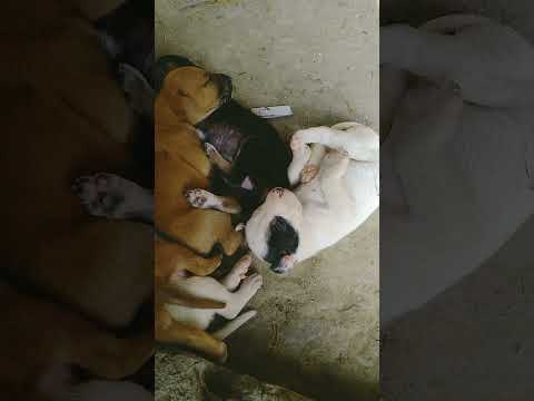 so nice puppies 😍😍😍😍😍😍