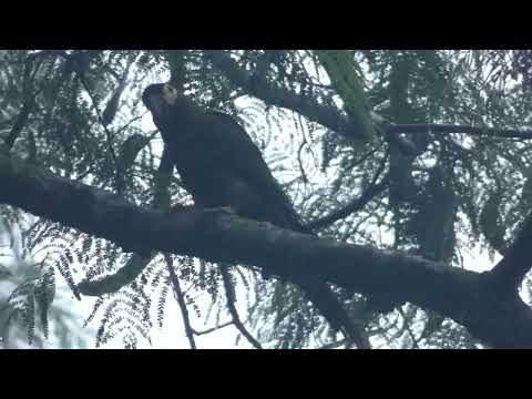 Golden-collared Macaw, Primolius auricollis, PN Calilegua, Jujuy, Argentina, 14 Febr 2026