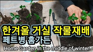 겨울 삽목이 쉽다.Winter cuttage is easy.