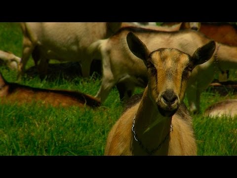 , title : 'Características de las cabras - TvAgro por Juan Gonzalo Angel'