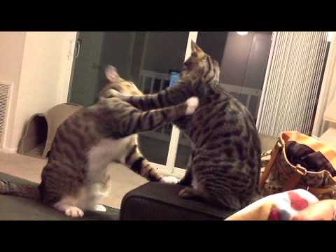 Holy Ghost Savior Cat