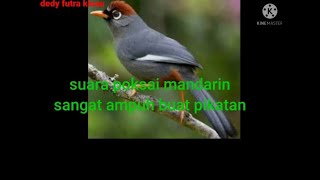 Download lagu suara poksai mandarin sangat ampuh buat suara pikatan mp3