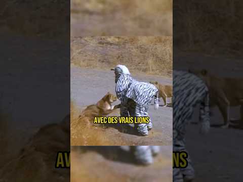 DÉGUISÉS EN ZÈBRE, LES LIONS LES ATTAQUENT 💀