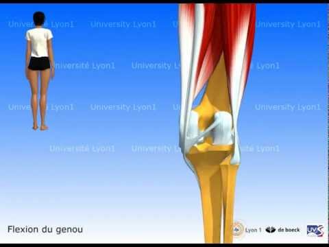 comment renforcer les muscles ischio-jambiers