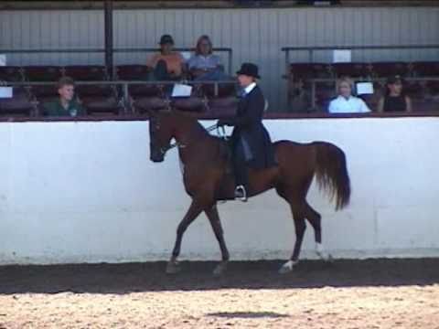 Royal Fortune - Arabian Horse Country English Pleasure