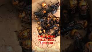 Killer Bees Are Coming