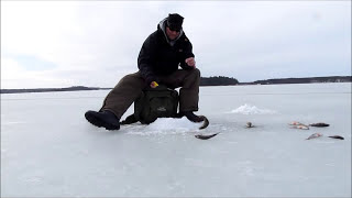 preview picture of video 'Ahventa pilkillä     Ice fishing perch in gulf of Finland'