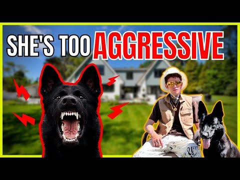 Rescuing A Dog From A Kill Shelter- The Dog Daddy