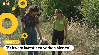Chamina werkt bij het dierenasiel en beantwoordt jullie vragen