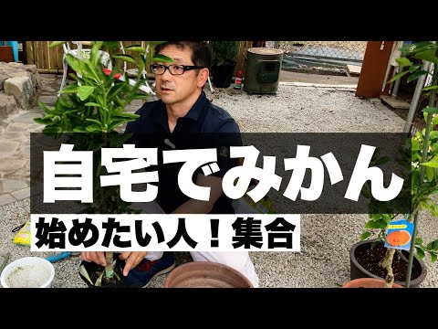 園芸 とてもおしゃれな柑橘類、レモンキャビア