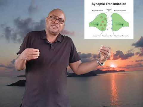 Synapse et fonctionnement