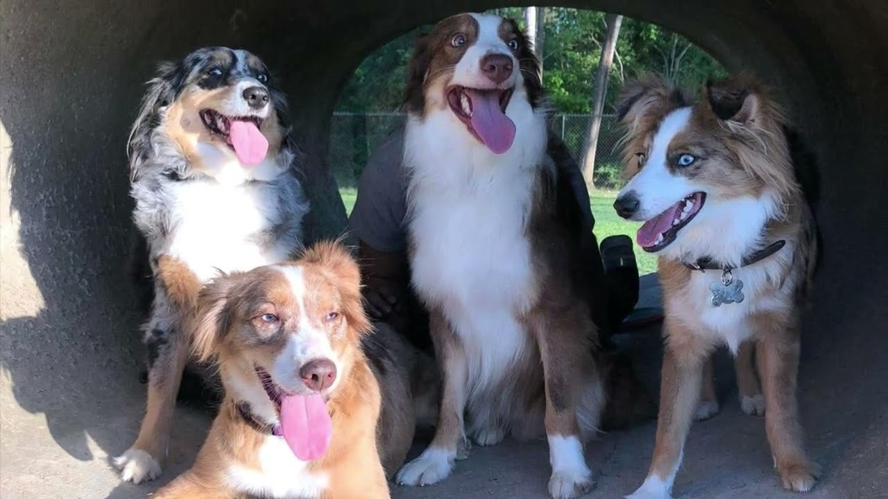 Enlarge Brainteaser Brady, a Adoptable Australian Shepherd in Portland, OR video 6/6
