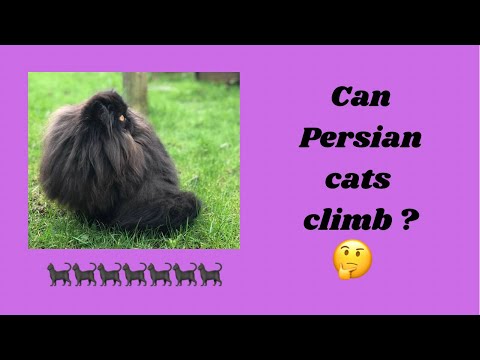Can Persian cats climb well ? #shorts