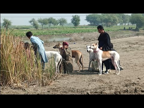 Suar ka shikar 2025 | Pig Hunting with Dogs New Session.