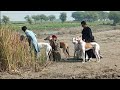 Suar Ka Shikar 2025 Pig Hunting With Dogs New Session