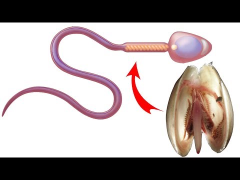 8 Fabulous Foods To Boost His S*perm Count And Increase Your Chance Of Conceiving | Natural Life