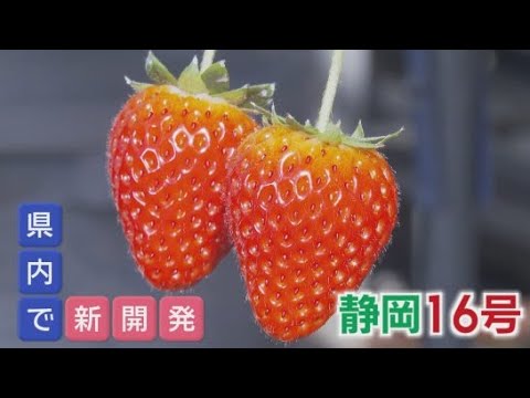 YouTube Video 「静岡16号」…10年ぶり静岡県発イチゴの新品種　特長は『猛暑に強い』その研究最前線にカメラが　静岡・磐田市