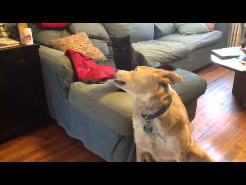 The love/hate relationship of Buddygirl & Harry