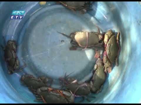 লোকসানের মুখে পড়ে বাগেরহাটে ৮ হাজার কাঁকড়া খামার বন্ধ | ETV News