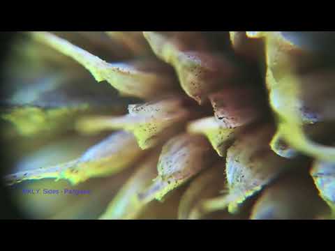 MKLY, Sides -  Pangaea (Tour De Traum XV)