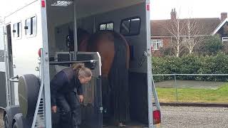 horse trailer loading