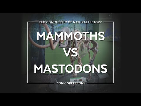 Iconic Skeletons: Mammoths vs. Mastodons