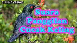 Download lagu Suara Kicauan Burung Cucak Keling, Panggilan mp3