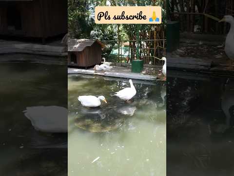 Goose Pond | Hamsika | Nature| #ytshorts #nature #birds #naturelovers #photography #love #shorts