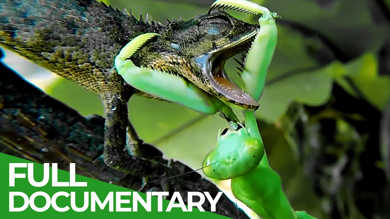 Praying Mantises - Deadly Killers of the Insect World | Free Documentary Nature