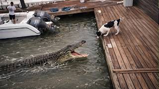ATAQUES DE ANIMAIS BRUTAIS CAPTURADOS PELAS CAMERAS