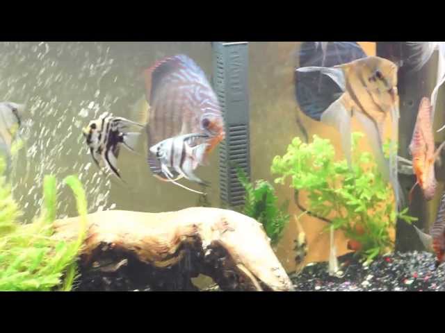 Discus + 80Gal Fish tank + Live Plants