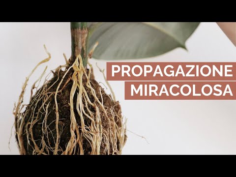 , title : 'Come propagare un Ficus: TECNICA INFALLIBILE  | La margotta'