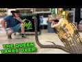 QUEEN COBRA TAKES OVER NEW RESCUE FISH