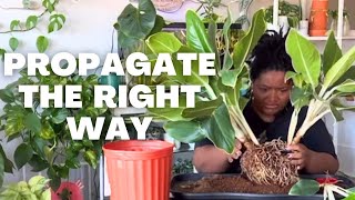 How to propagate an Aglaonema (Chinese Evergreen)