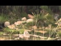 San Diego Zoo Safari Park African Tram Pt 1