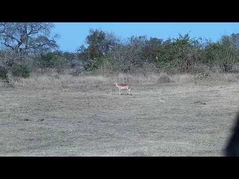 Djuma: Lone Impala female - 08:30 - 08/18/21