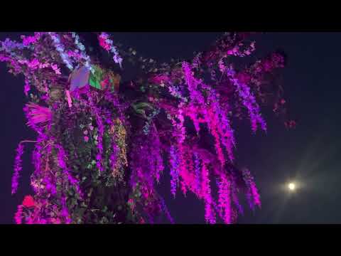 Nataraja Festival '22 - Mob Nala