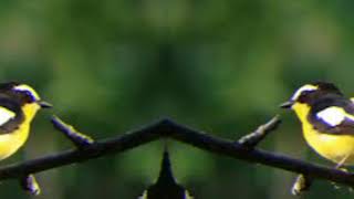 Download lagu SUARA PIKAT[ASTERAN BURUNG SIKATAN EMAS] mp3