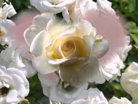 Magda Niwińska   Milion Białych róż