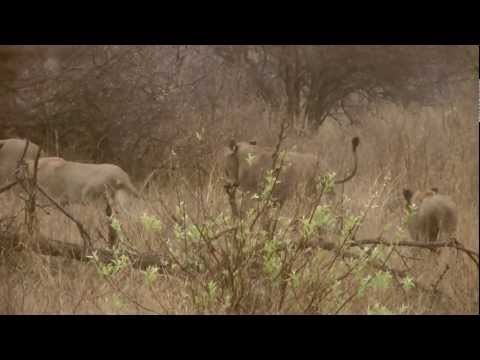 The S100 Mega Pride - More than 20 Lions feasting on an Impala Ram
