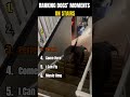 Ranking Dogs Moments On Stairs I Stairs No Problem