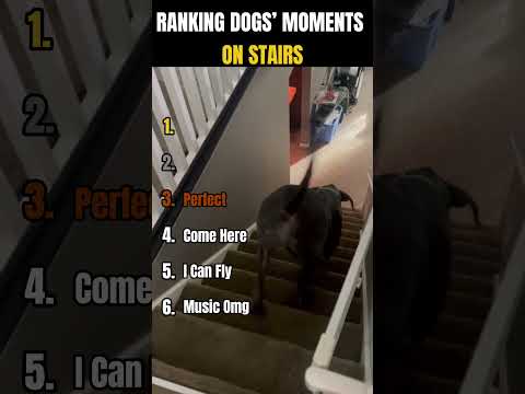 Classement des moments canins dans les escaliers | « les escaliers ? pas de problème ! »