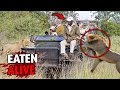 5 Most DISTURBING Animal Attacks At Kruger National Park