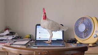 Trailer Preview Image