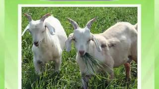 CBSE 9 Science improvement in food resources crop protection management 1